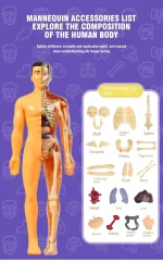 Detaillierte Darstellung eines menschlichen Anatomie-Mannequins mit Zubehörteilen wie Schädel, Wirbelsäule, Rippen, Herz und inneren Organen, ideal für Bildung und Dekoration.