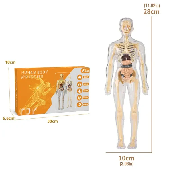Detailliertes menschliches Anatomie-Modell mit sichtbaren Knochen, Organen und Muskeln, ideal für Bildung und Dekoration.
