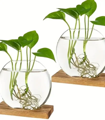 Zwei Wasserpflanzen in runden Gläsern auf Holzplatten, zeigen Wurzelwachstum und grüne Blätter, ideal für wissenschaftliche Dekorationen und Lernzwecke.