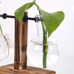 Pflanze in einem runden Glasbehälter mit Wasser, befestigt an einem Holzständer, ideal für wissenschaftliche Dekorationen und Pflanzenpräsentationen.