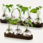Dekorative Pflanzen im Glas in einer Holzbasis, ideal für wissenschaftliche und dekorative Zwecke, zeigt grünes Laub und Wurzeln in transparenten Gläsern.