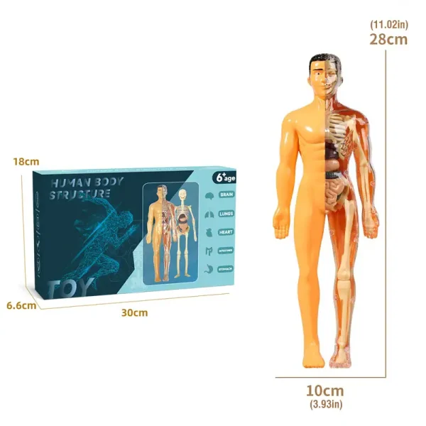 Detailliertes Humankörpermodell mit sichtbarer Muskulatur, Organen und Knochen, ideal für Bildungszwecke und wissenschaftliche Demonstrationen.