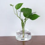 Frische grüne Blattpflanze in einer transparenten Glasvase mit Wasser, stilvoll auf einem Holztisch präsentiert. Perfekt für wissenschaftliche Dekorationen und moderne Inneneinrichtung.