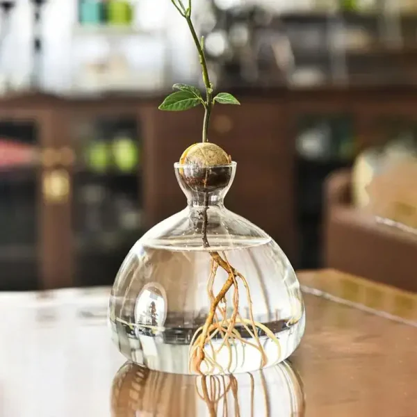 Kleine Pflanze mit Wurzeln in einem transparenten Glasgefäß, gefüllt mit Wasser, auf einem Holztisch. Perfekt als wissenschaftliche Dekoration oder Geschenk.