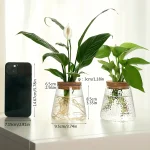 Zwei grüne Zimmerpflanzen in transparenten Glasgefäßen mit Wasser, ideal für Dekoration und Luftreinigung, neben einem Smartphone für Größenvergleich.