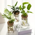 Drei verschiedene Pflanzen in transparenten Gläsern mit Wasser, dekorativ auf einem weißen Tisch platziert, ideal für wissenschaftliche oder botanische Dekorationen.