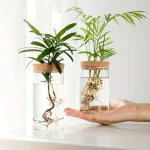 Zwei Pflanzen in transparenten Glasvasen mit Wasser, die auf einer weißen Oberfläche stehen, mit natürlichem Licht im Hintergrund.