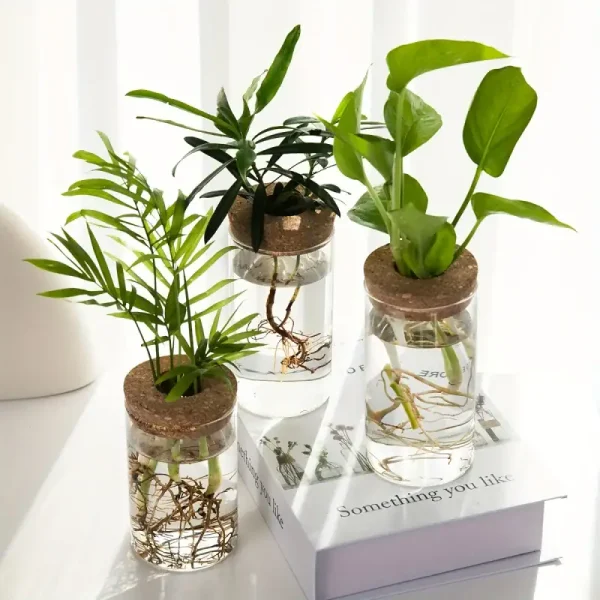 Drei verschiedene Pflanzen in transparenten Gläsern mit Wasser, dekorativ auf einem weißen Tisch platziert, ideal für wissenschaftliche oder botanische Dekorationen.