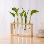 Wissenschaftliches Pflanzen-Experiment mit mehreren grünen Pflanzen in Reagenzgläsern, präsentiert in einem Holzständer auf einem weißen Hintergrund.