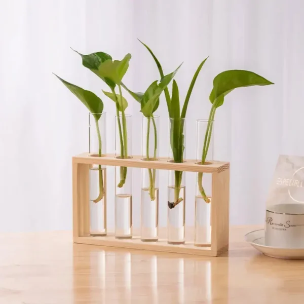 Wissenschaftliches Pflanzen-Experiment mit mehreren grünen Pflanzen in Reagenzgläsern, präsentiert in einem Holzständer auf einem weißen Hintergrund.